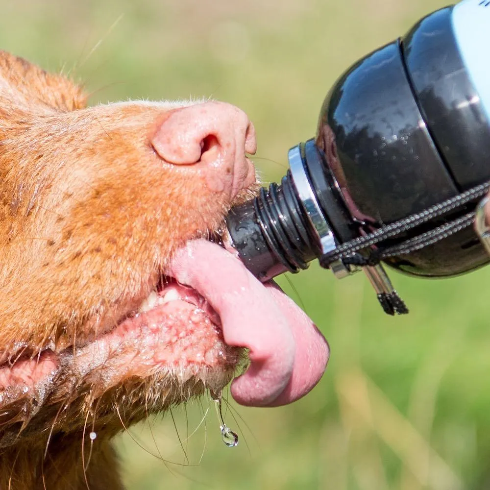Dog Water Bottle, Lick 'n Flow, Navy Friend 750ml