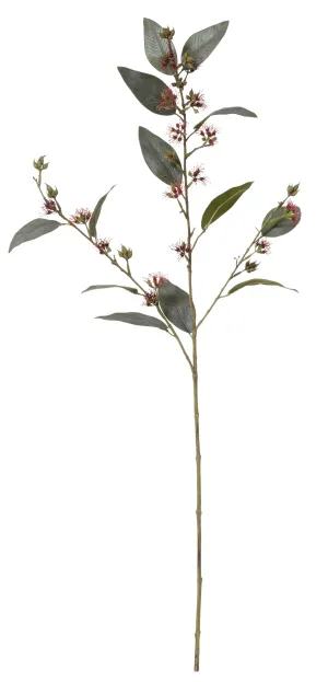 FLOWERING EUCALYPTUS
