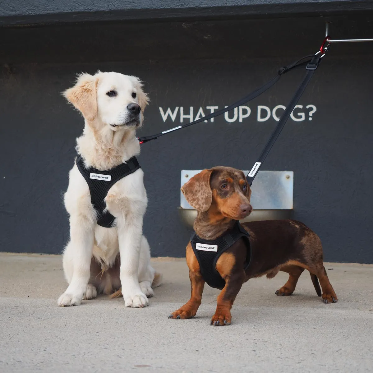 Safely Secured Anti-Theft Leash Splitter